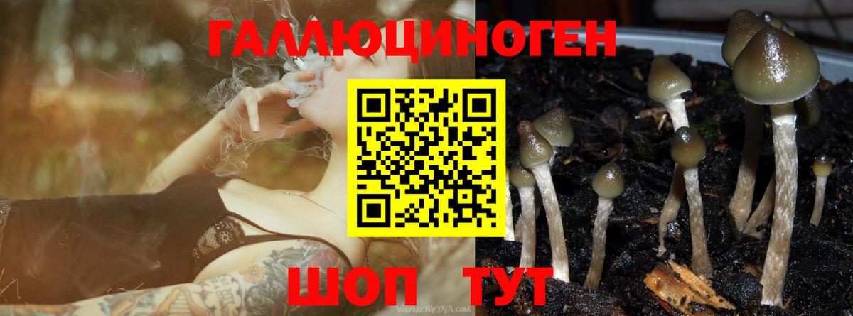 Волгодонск  Псилоцибиновые грибы Psilocybe  Вход с VPN 